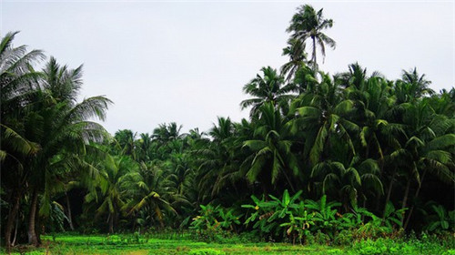 八卦炉烤鱼一年能赚多少钱，加盟八卦炉烤鱼投资回报的周期一般是多久